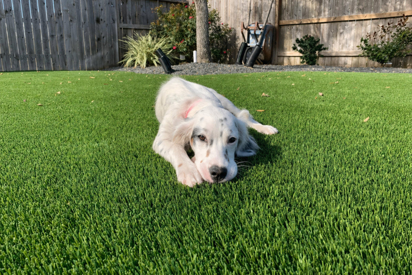 Pet-friendly turf